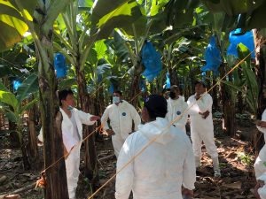 Honduras implementa monitoreo satelital para detección de hongo en plantaciones de banano