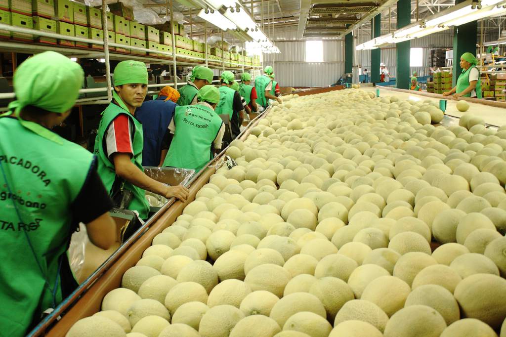 Comisión taiwanesa realiza Inspección:  Honduras listo para continuar exportando  melón  a Taiwán