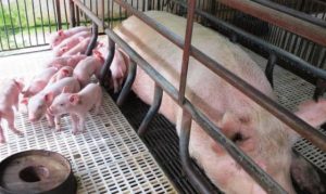 SAG brinda apoyo al sector porcino  para aumentar producción y consumo nacional