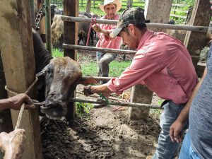 La SAG- SENASA:   Habilita nuevos operadores privados para realizar trazabilidad bovina en Santa Rosa de Copán